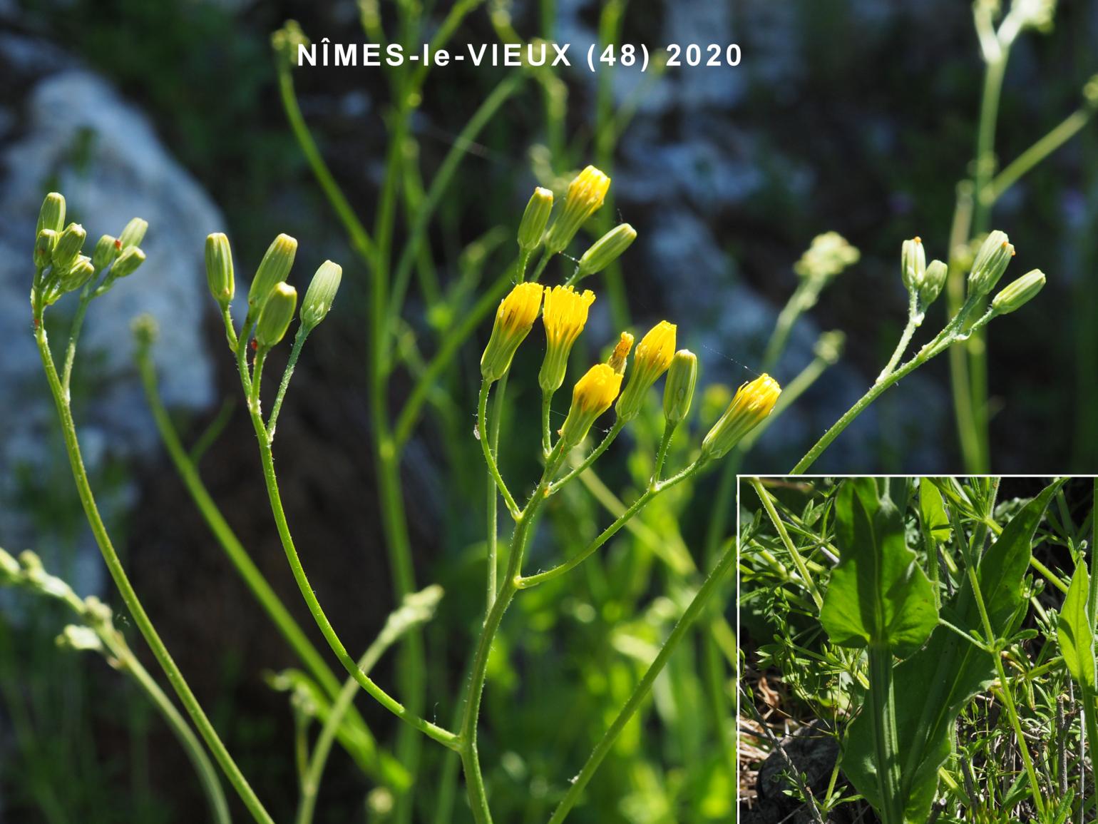 Hawk's-beard, Small-flowered